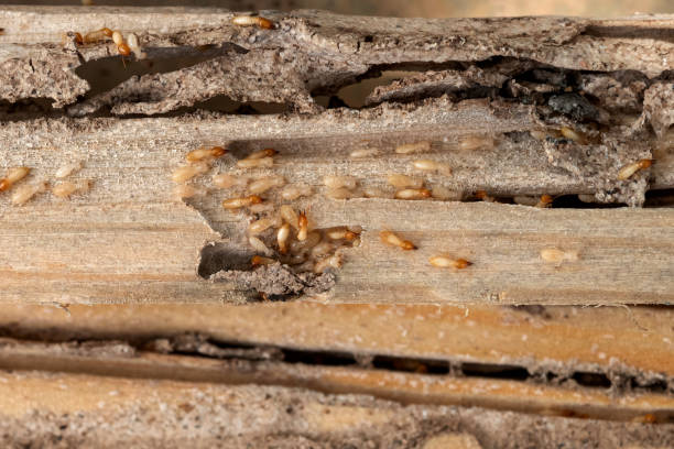 Best Affordable Pest Control Services  in Roan Mountain, TN