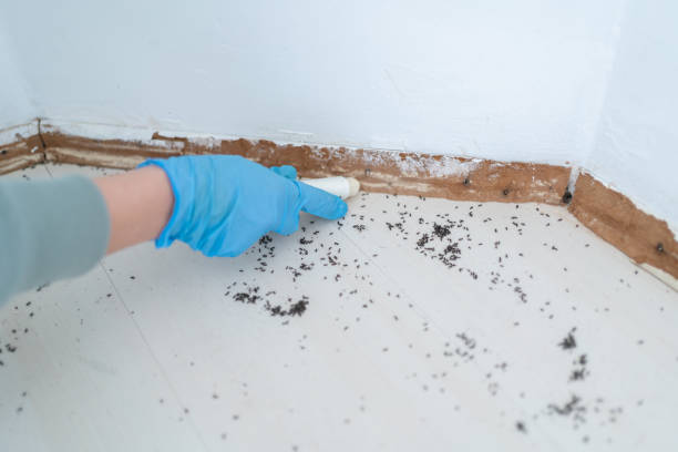 Best Ant Control Services  in Roan Mountain, TN